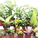 실내공기정화식물 소형50여종 - 화분 미세먼지 관엽식물 허브